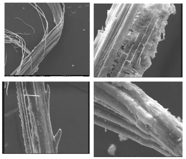 Analyse des fibres de rembourrage. Vue sous microscope électronique à balayage